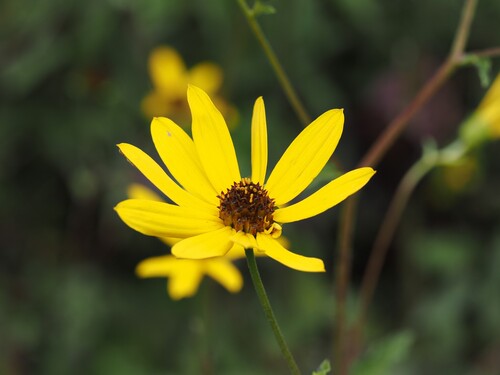 Purpledisk Sunflower