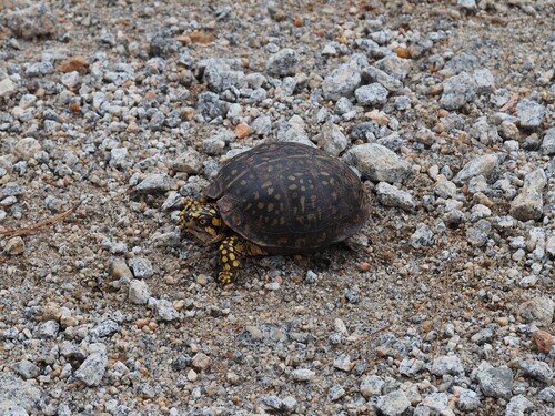 Eastern Box Turtle