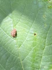 Auchenorrhyncha