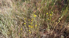 Chaenactis glabriuscula glabriuscula