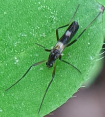 Chasmatonotus atripes