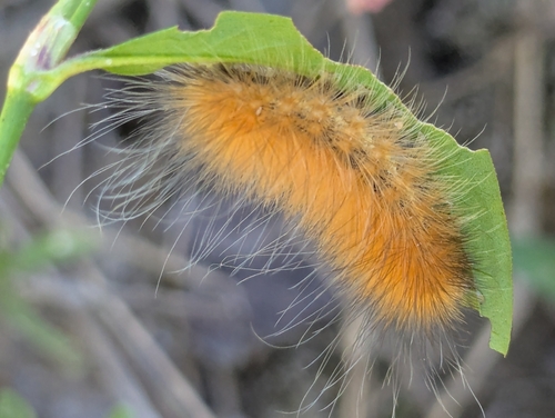 Virginian Tiger Moth