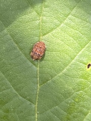 Auchenorrhyncha