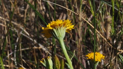 Chaenactis glabriuscula glabriuscula
