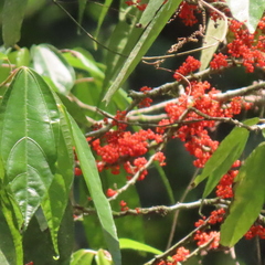 Urera glabriuscula