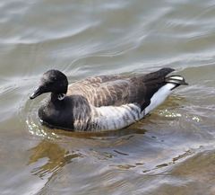 Branta bernicla