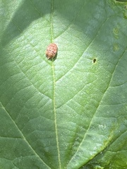 Auchenorrhyncha