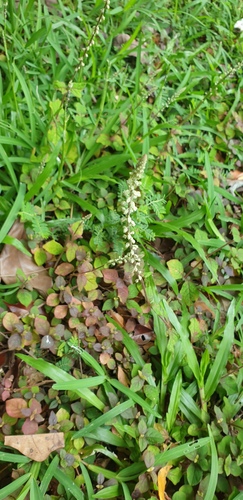 Cyathula prostrata observed 2026-10-01