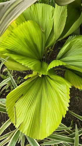 Licuala grandis observed 2026-09-19