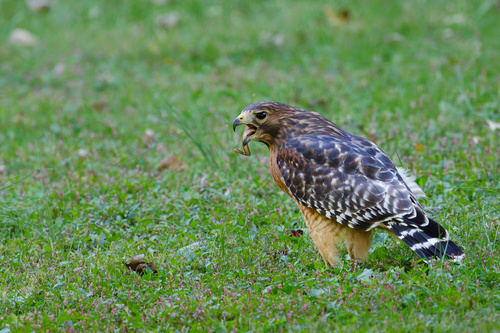 Red-shouldered Hawk