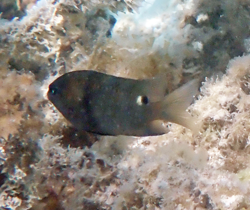 Stegastes albifasciatus observed 2026-10-05