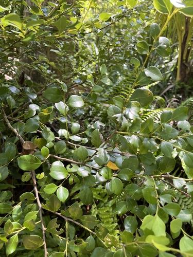 Lindera akoensis observed 2026-10-04