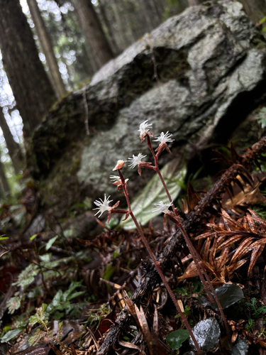 Anoectochilus roxburghii