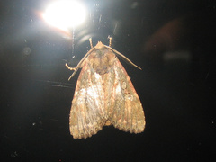 Apamea commixta