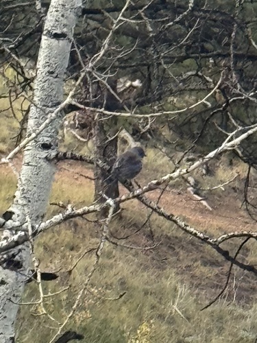 Western Bluebird