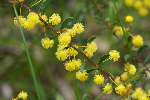 Acacia acinacea