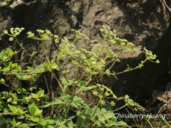 Peucedanum japonicum