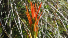 Castilleja minor stenantha