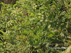 Peucedanum japonicum