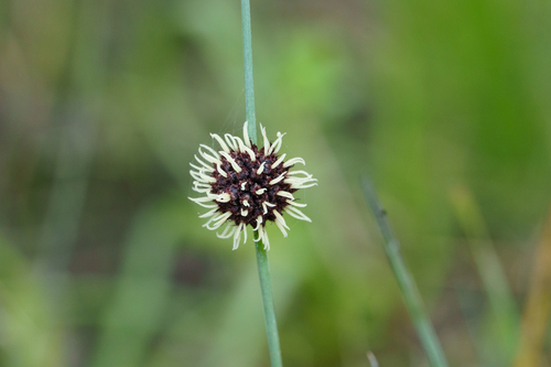 Chorizandra enodis, 2026-09-16