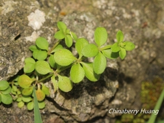 Galium bungei trachyspermum