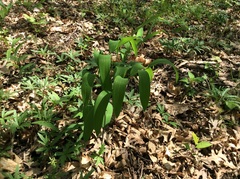 Polygonatum
