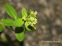 Galium bungei trachyspermum