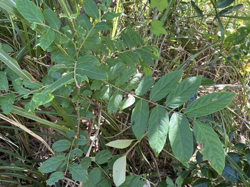 Glochidion philippicum observed 2026-10-04