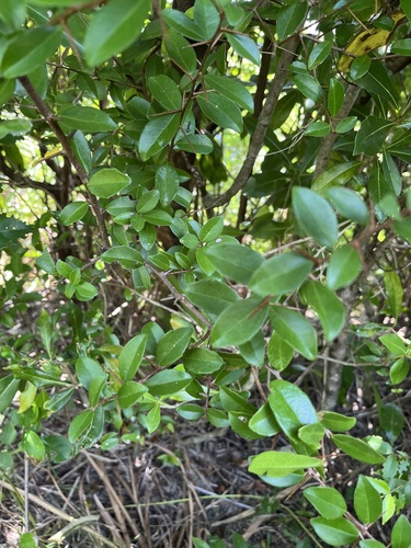 Scolopia oldhamii observed 2026-10-04