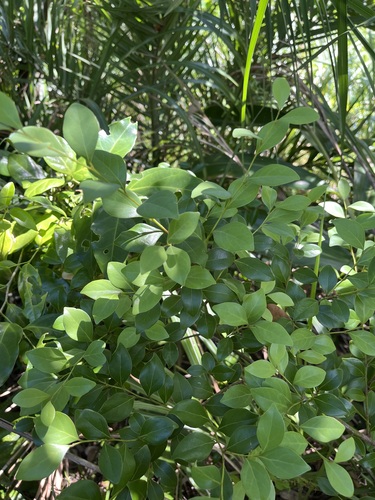 Lindera akoensis observed 2026-10-04