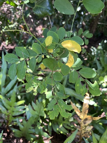 Breynia officinalis observed 2026-10-04