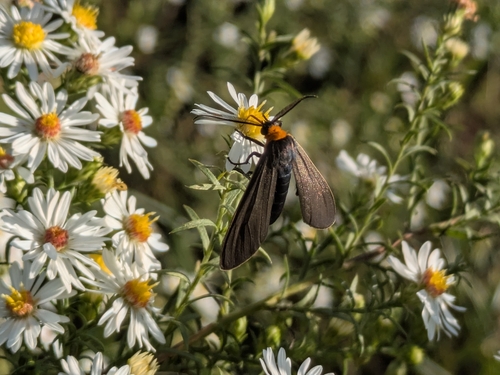 Yellow-collared Scape Moth
