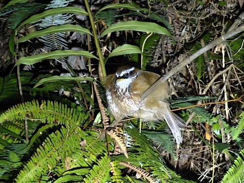 Pomatorhinus ruficollis, 2026-10-05