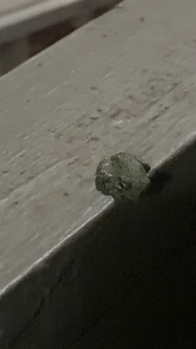 Cope's Gray Tree Frog