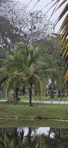 coconut palm