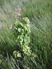 Pyrus communis caucasica