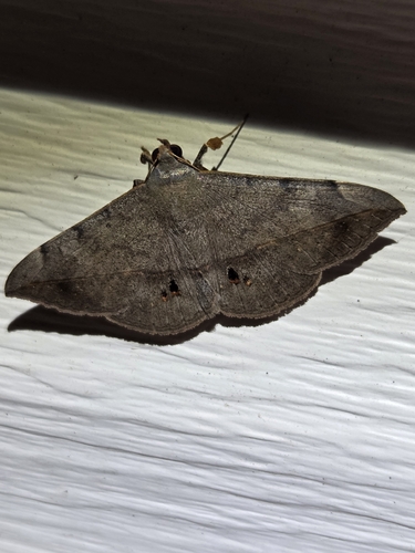 Velvetbean Caterpillar Moth