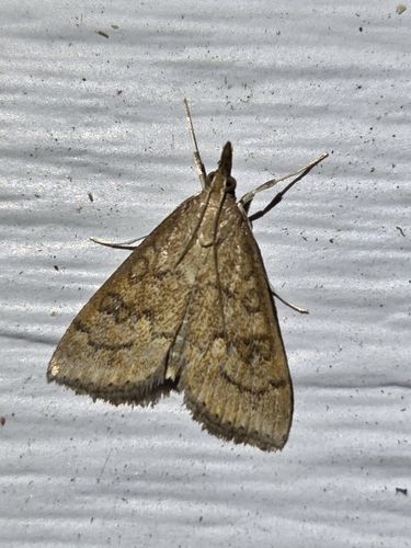 Celery Leaftier Moth
