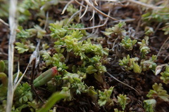 Alchemilla occidentalis