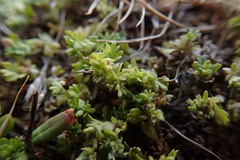 Alchemilla occidentalis