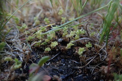 Alchemilla occidentalis