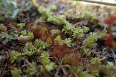 Alchemilla occidentalis