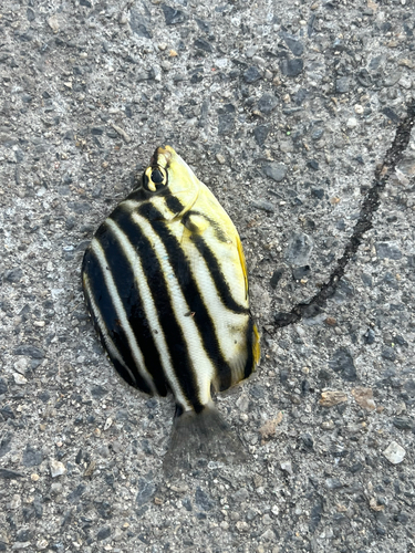 Stripey