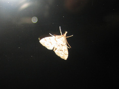 Dolicharthria bruguieralis