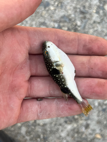 Grey-spotted Puffer