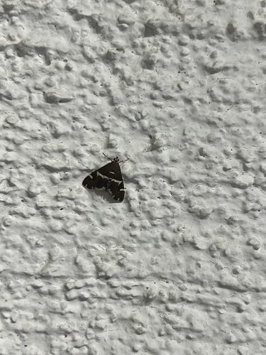 Hawaiian Beet Webworm Moth
