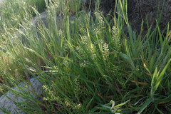 Lepidium virginicum menziesii