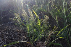 Lepidium virginicum menziesii