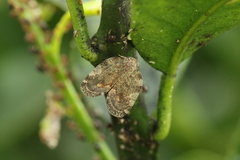 Aprivesa exuta