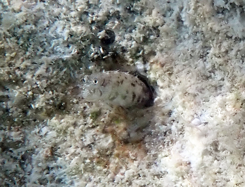 Glyptoparus delicatulus observed 2026-10-05
